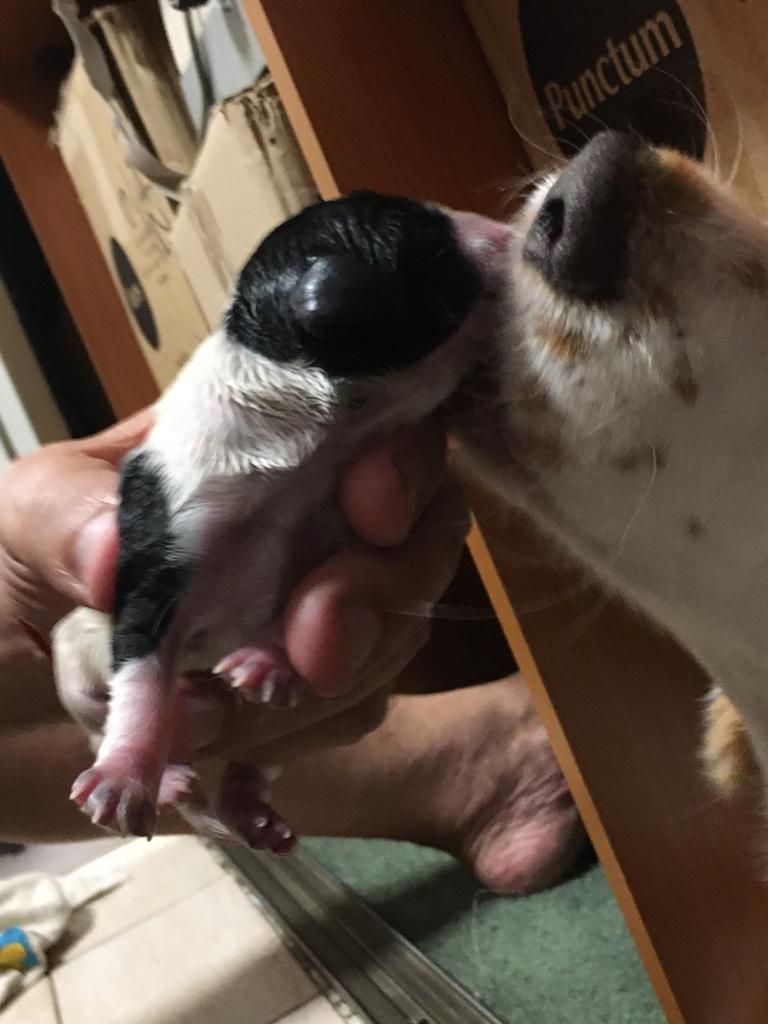 Arichuna22's tweet photo. Me levanto feliz porque soy mamá perruna. 
Ella es Tita, nació el 31 de enero. Aún sigue con la mamá, obviamente, pero yo ya la estoy esperando con mucha emoción. 
TE ESPERAMOS TITA! 💜 https://t.co/pi70nGqKjD