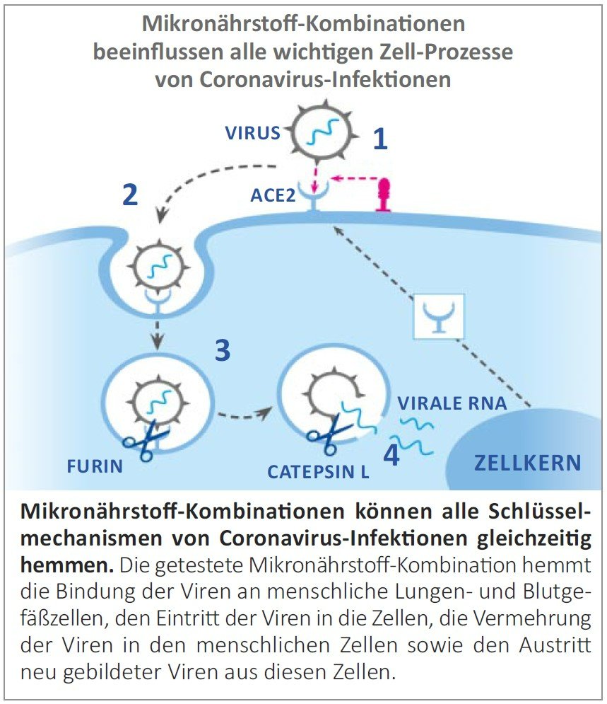 GesundHandeln's tweet photo. @Eddie_1412 #Mikronährstoff-Kombinationen #helfen, wichtige #Infektionswege aller bekannten #Coronavirus -Mutationen zu #hemmen https://t.co/pMCdObKsty