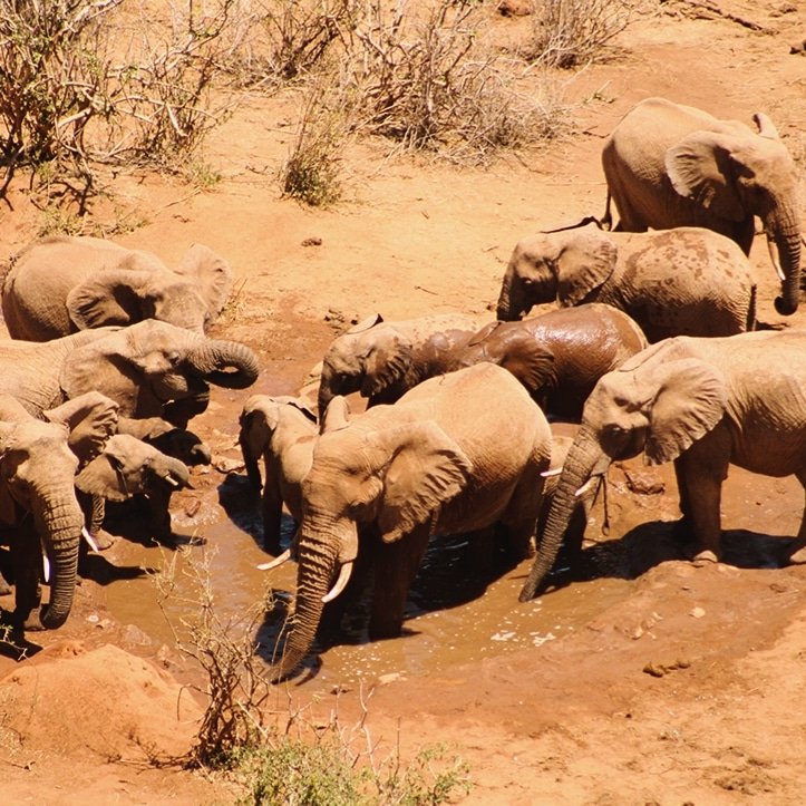 It's lunch hour!!Time to cool off on this very hot day!!.😊😊
#elephant🐘 #elephantsofinstagram #wildlifephotography #magicalkenya🇰🇪 #tembeakenya🇰🇪 #lekuruki #tourismkenya #laikipia