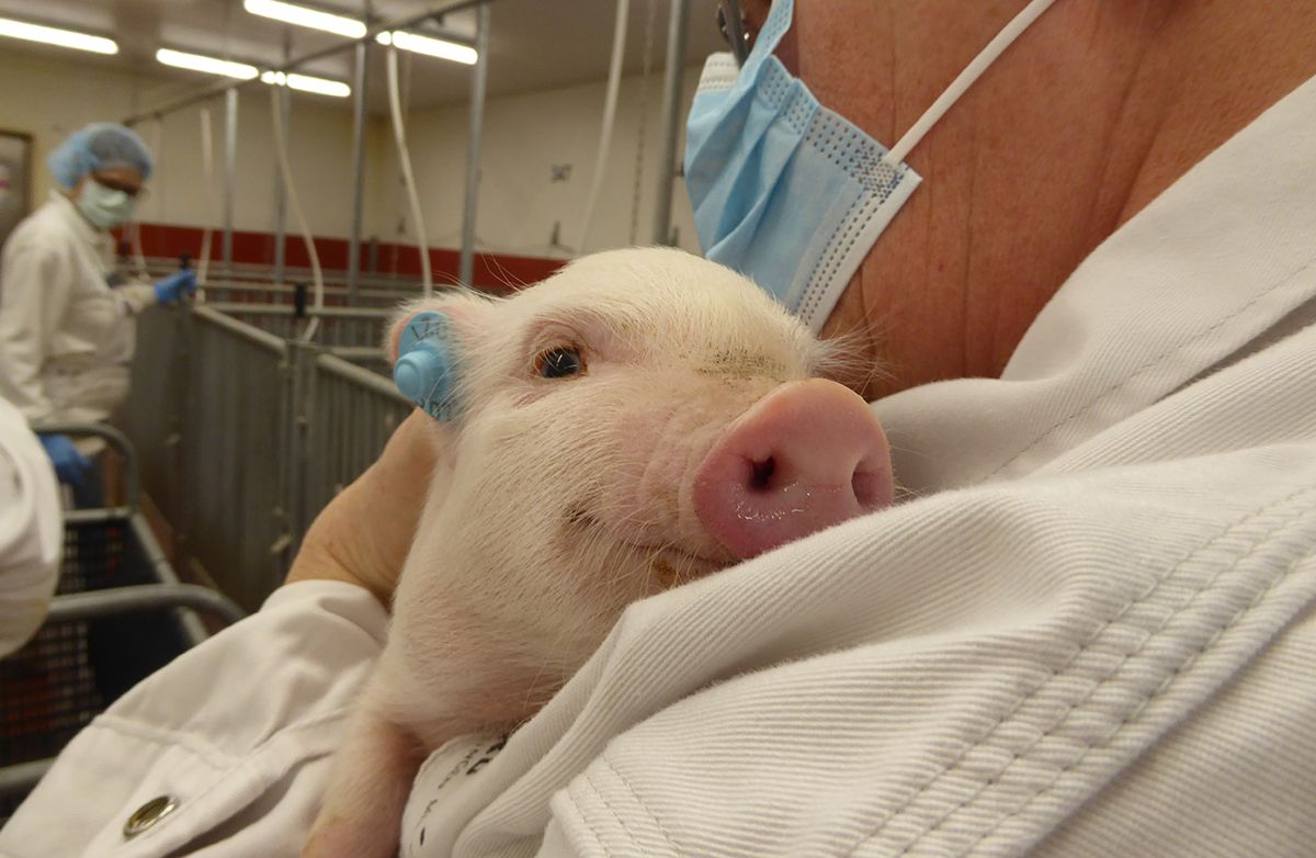 The_EARA's tweet photo. Our members are recognising the crucial role of #LabAnimal technicians for #TechsBringTheMagic.
🐖 This week, Ellegaard Göttingen Minipigs invited colleagues to see how they care for their #minipigs. Read more: https://t.co/z2uKKjndEe
(Photo credit: Ellegaard Göttingen Minipigs) https://t.co/5MH37MuPvR