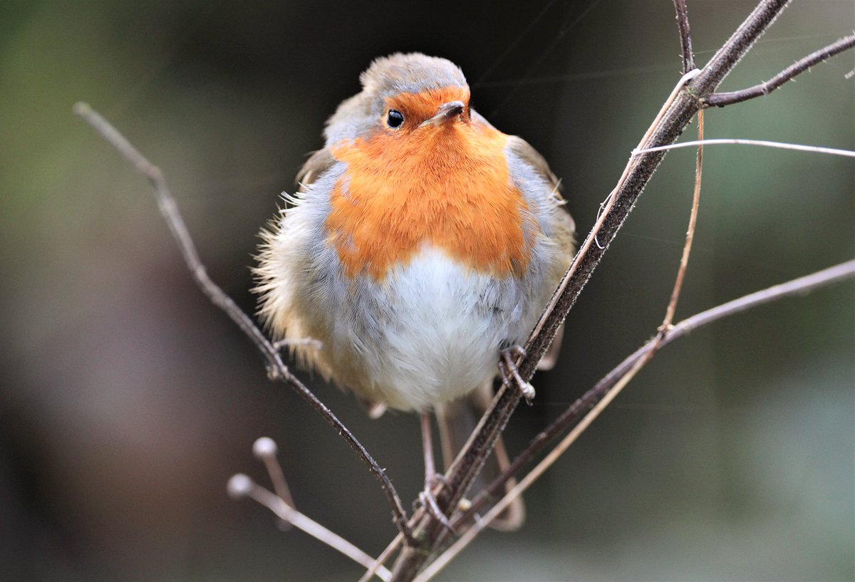 Robert the #Robin all fluffed up! #BirdsSeenIn2023 #birds #birdwatching #BirdsOfTwitter #TwitterNatureCommunity #TwitterNaturePhotography #twitternature #ForestofBowland