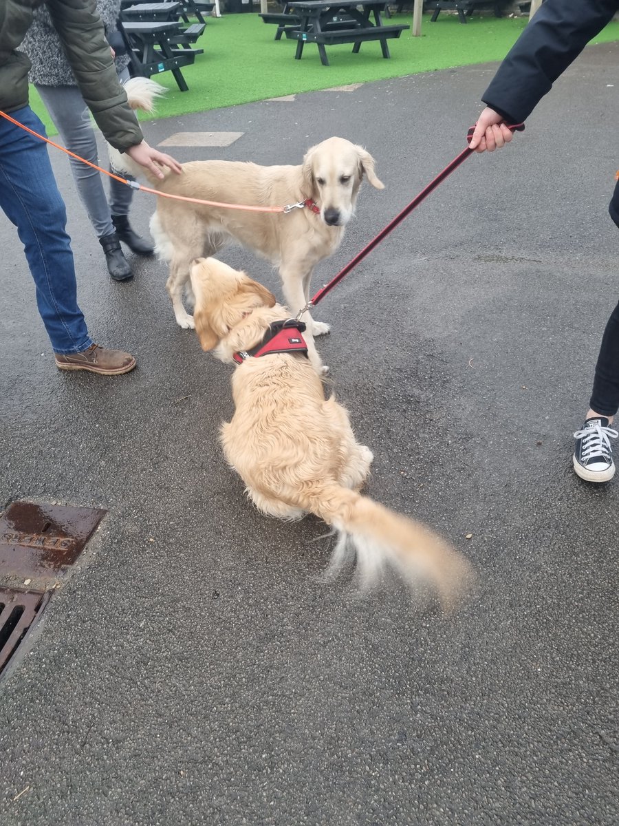 OldcastleSchool's tweet photo. Barney had a fabulous time this morning!  We invited in golden retrievers belonging to pupils of the school to celebrate #nationalGoldenRetrieverDay!  Thank you for coming Molly, Lili, Cyril, Mila, Gus and Nala - Barney was so excited to have friends to play with! #schooldog https://t.co/m7YwtHh2Uj