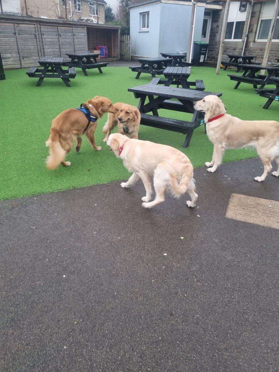 OldcastleSchool's tweet photo. Barney had a fabulous time this morning!  We invited in golden retrievers belonging to pupils of the school to celebrate #nationalGoldenRetrieverDay!  Thank you for coming Molly, Lili, Cyril, Mila, Gus and Nala - Barney was so excited to have friends to play with! #schooldog https://t.co/m7YwtHh2Uj