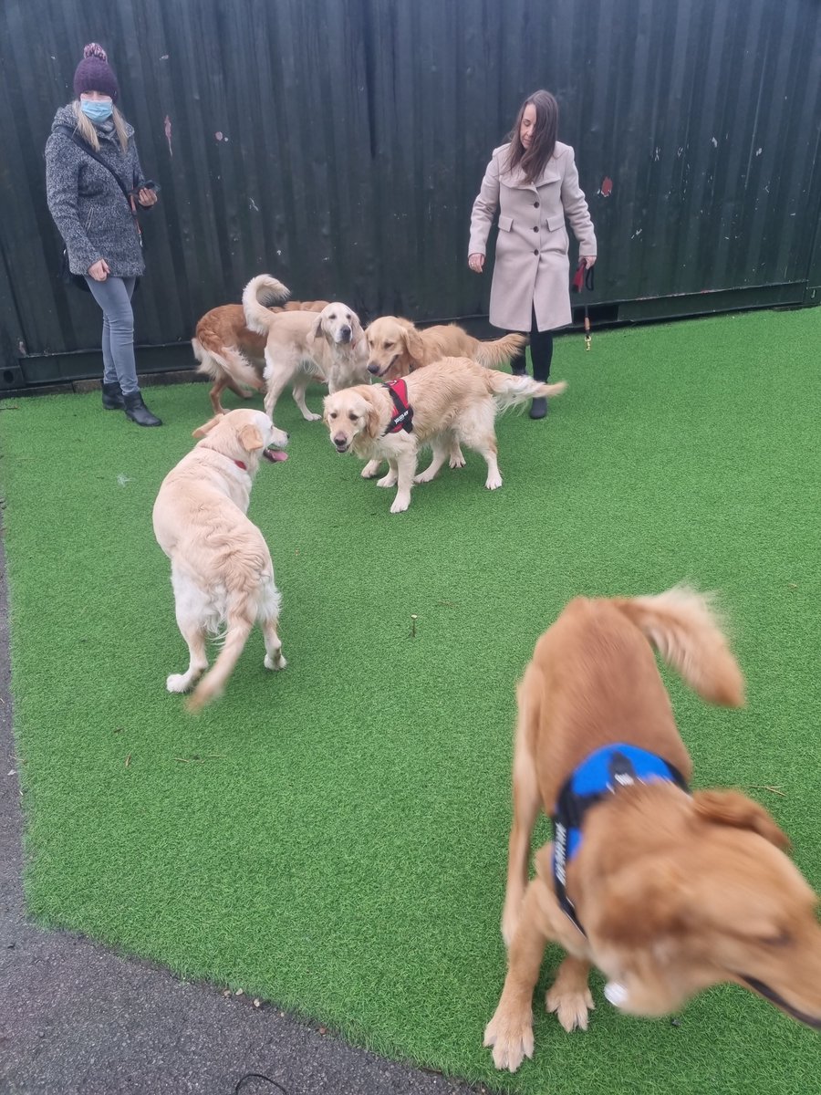 OldcastleSchool's tweet photo. Barney had a fabulous time this morning!  We invited in golden retrievers belonging to pupils of the school to celebrate #nationalGoldenRetrieverDay!  Thank you for coming Molly, Lili, Cyril, Mila, Gus and Nala - Barney was so excited to have friends to play with! #schooldog https://t.co/m7YwtHh2Uj