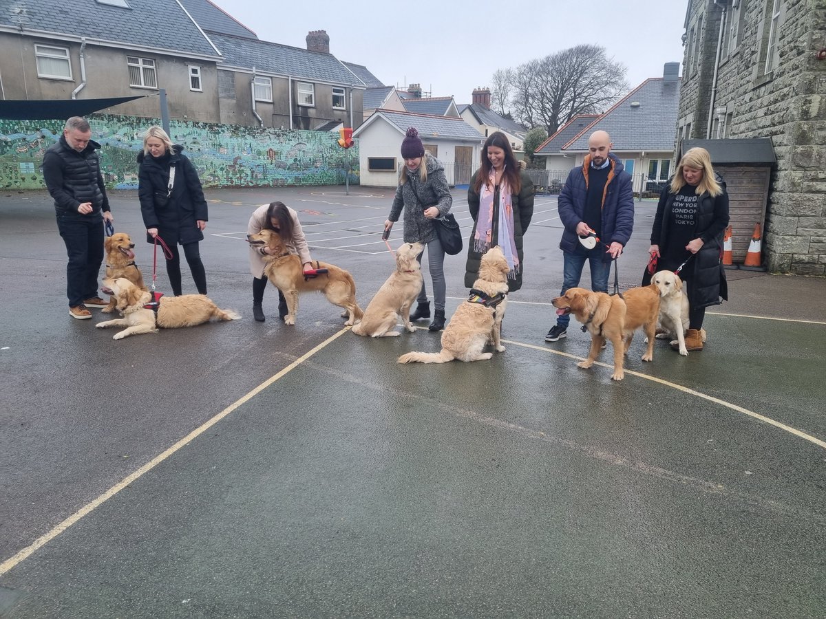 OldcastleSchool's tweet photo. Barney had a fabulous time this morning!  We invited in golden retrievers belonging to pupils of the school to celebrate #nationalGoldenRetrieverDay!  Thank you for coming Molly, Lili, Cyril, Mila, Gus and Nala - Barney was so excited to have friends to play with! #schooldog https://t.co/m7YwtHh2Uj