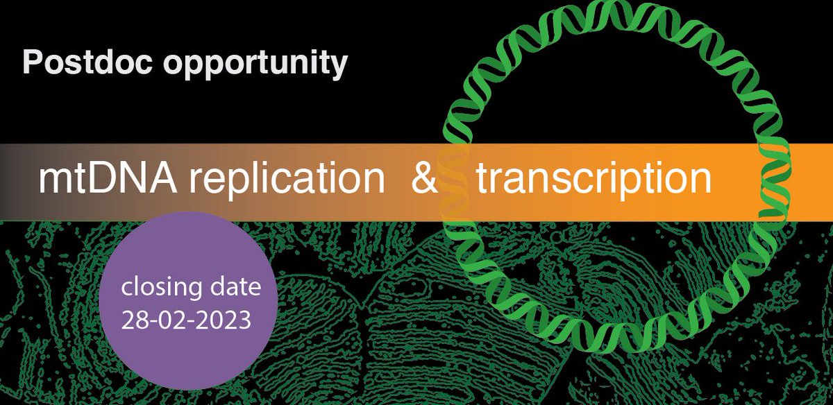 We're hiring! If you're interested in how mtDNA is replicated and transcribed, apply for this exciting postdoc opening 👇  <a href="/mitojobs/">mitojobs</a> #researchjobs

web103.reachmee.com/ext/I005/1035/…