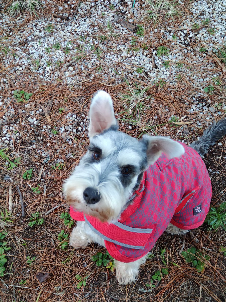 angenoir's tweet photo. @krakramille Je trouvais ça bizarre au début, et puis après j'ai eu un chien... https://t.co/3bWBEjaCOA