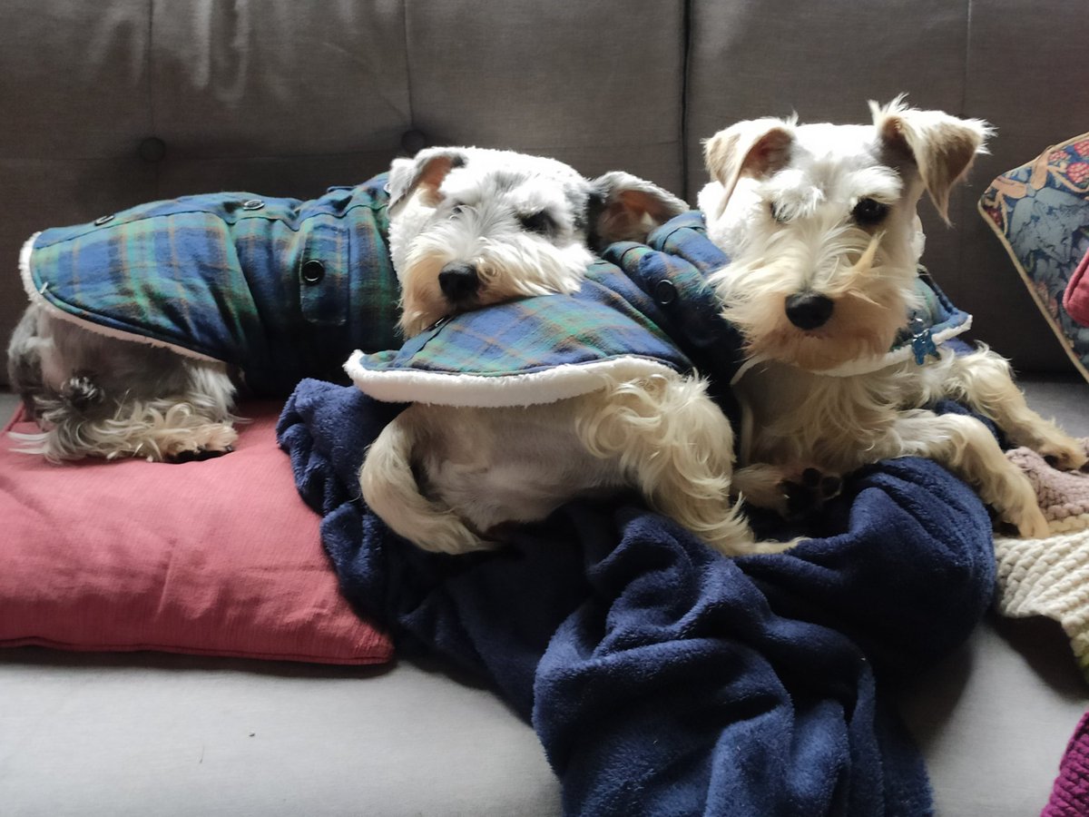 angenoir's tweet photo. @krakramille Je trouvais ça bizarre au début, et puis après j'ai eu un chien... https://t.co/3bWBEjaCOA
