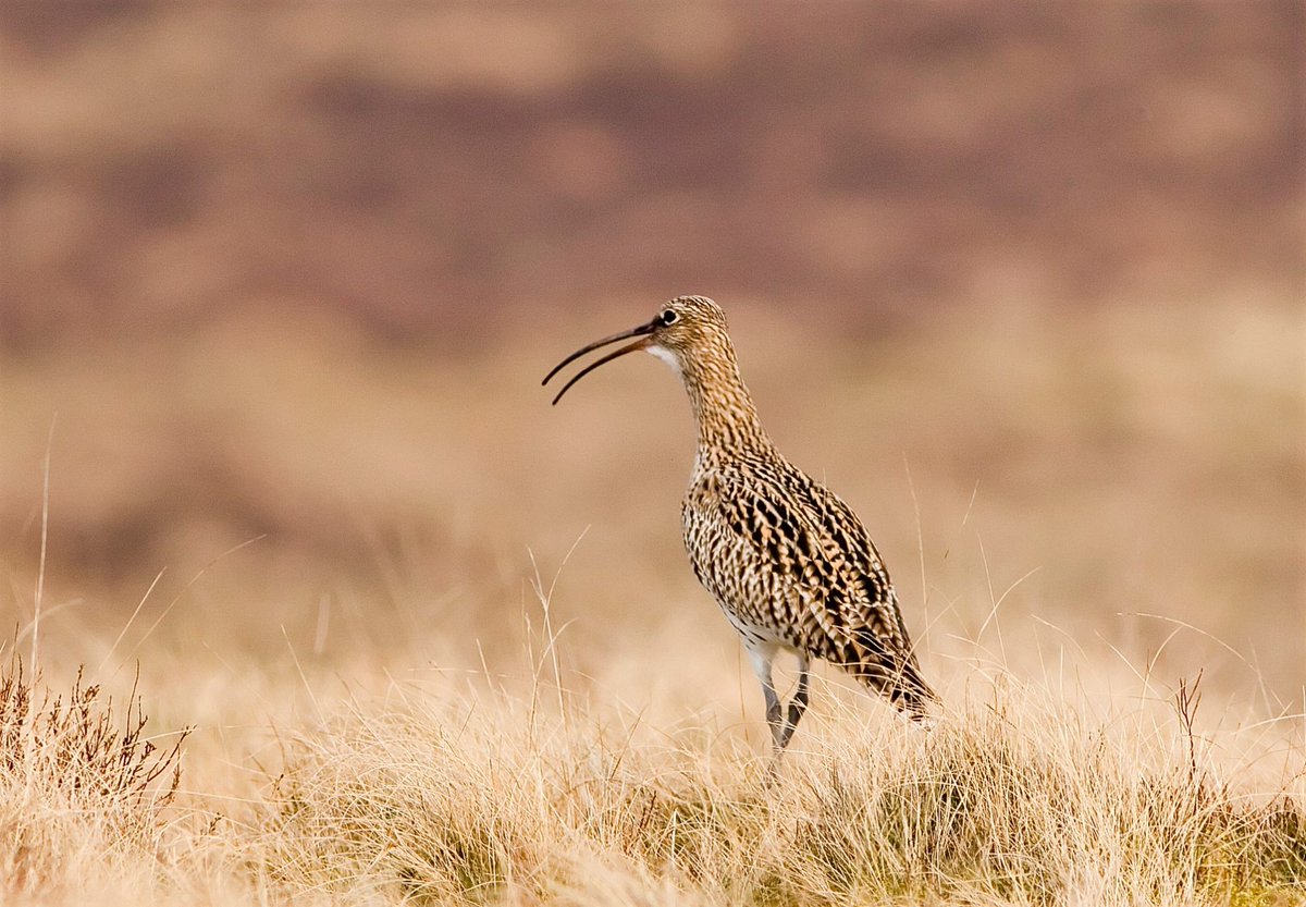 It's @Bandcamp Friday! Please support curlew conservation by buying a copy of 'Simmerdim' today, with Bandcamp waiving all their commission share. Proceeds go to @Natures_Voice curlew conservation efforts. For more info, head to curlewsounds.bandcamp.com/album/simmerdi… Photo: Damian Waters