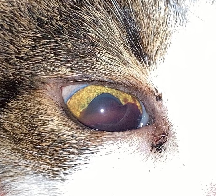 vet_prof's tweet photo. Do you have a cat with high blood pressure and live within the UK? If so, would you consider your cat being filmed for a short video to help other owners understand this condition? Prof photographs of your cat will be offered in return as a thank you: https://t.co/SubxDDYJb7 https://t.co/aNB8gX55hq