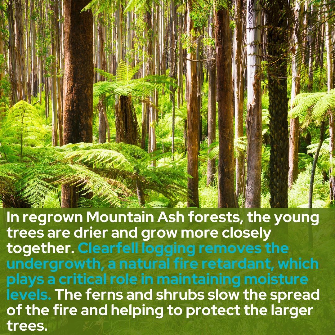 Sophie__Torney's tweet image. Day 5, reason 5

The Black Summer &amp;amp; Black Saturday fires were intensified by logging practices. 

With extreme fire weather on the rise, reducing flammability is crucial. 

It’s time to act now and prioritise the protection of our forests.

#auspol #springst #stopnativelogging