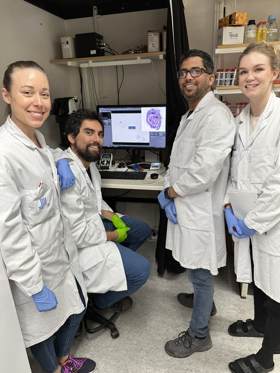 ejvillablanca's tweet photo. Awesome people running spatial transcriptomics (#visium @10xGenomics) out of murine colonic Swiss rolls in our lab @CenterforMolMed - exciting tissue, with a lot going on (look at those TLS!!!) - stay tuned! - @ramoralescastro @SrustidharD @bckbianca @Kiaraso https://t.co/NzybFOYxWT
