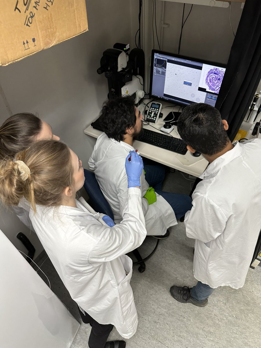 ejvillablanca's tweet photo. Awesome people running spatial transcriptomics (#visium @10xGenomics) out of murine colonic Swiss rolls in our lab @CenterforMolMed - exciting tissue, with a lot going on (look at those TLS!!!) - stay tuned! - @ramoralescastro @SrustidharD @bckbianca @Kiaraso https://t.co/NzybFOYxWT