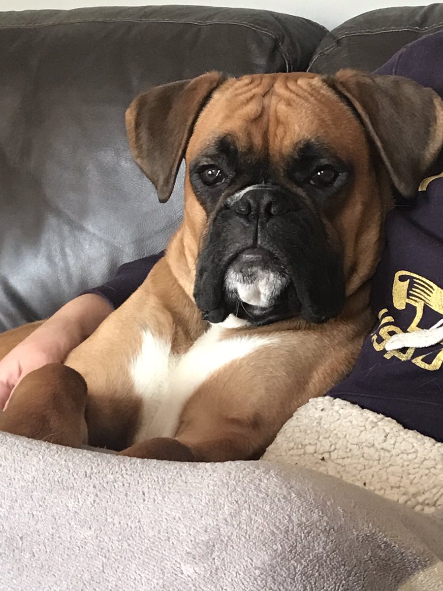 jojo2809's tweet image. And here’s my Stan who has also never done a days work and is not likely to 😂😂🐶❤️🐾 #sofadog