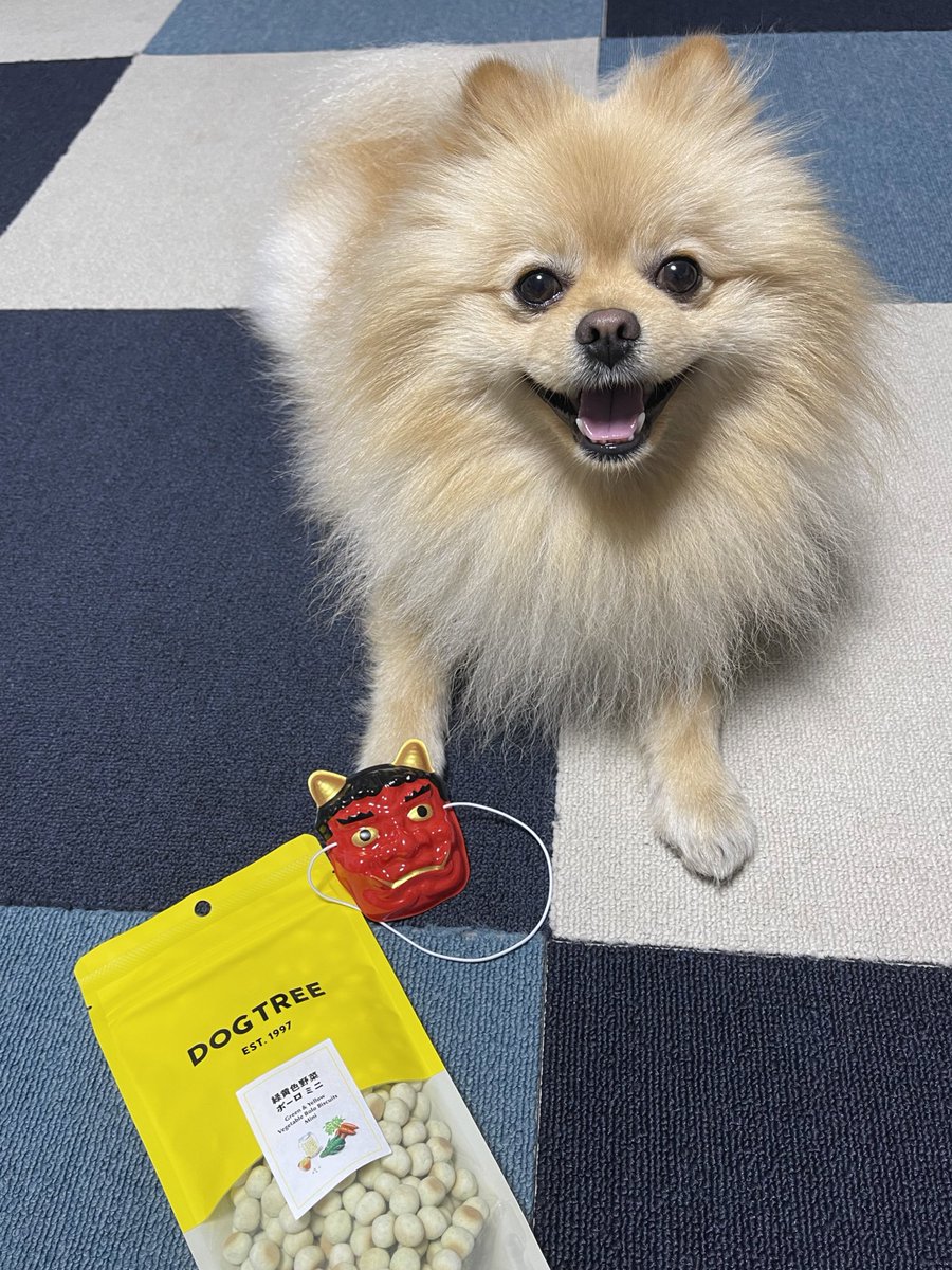 kotetsu_pom's tweet photo. こて鬼は内!
他の鬼は外!!!!!!!
福は内ーーー!
#dogtree https://t.co/7R8druzhF1