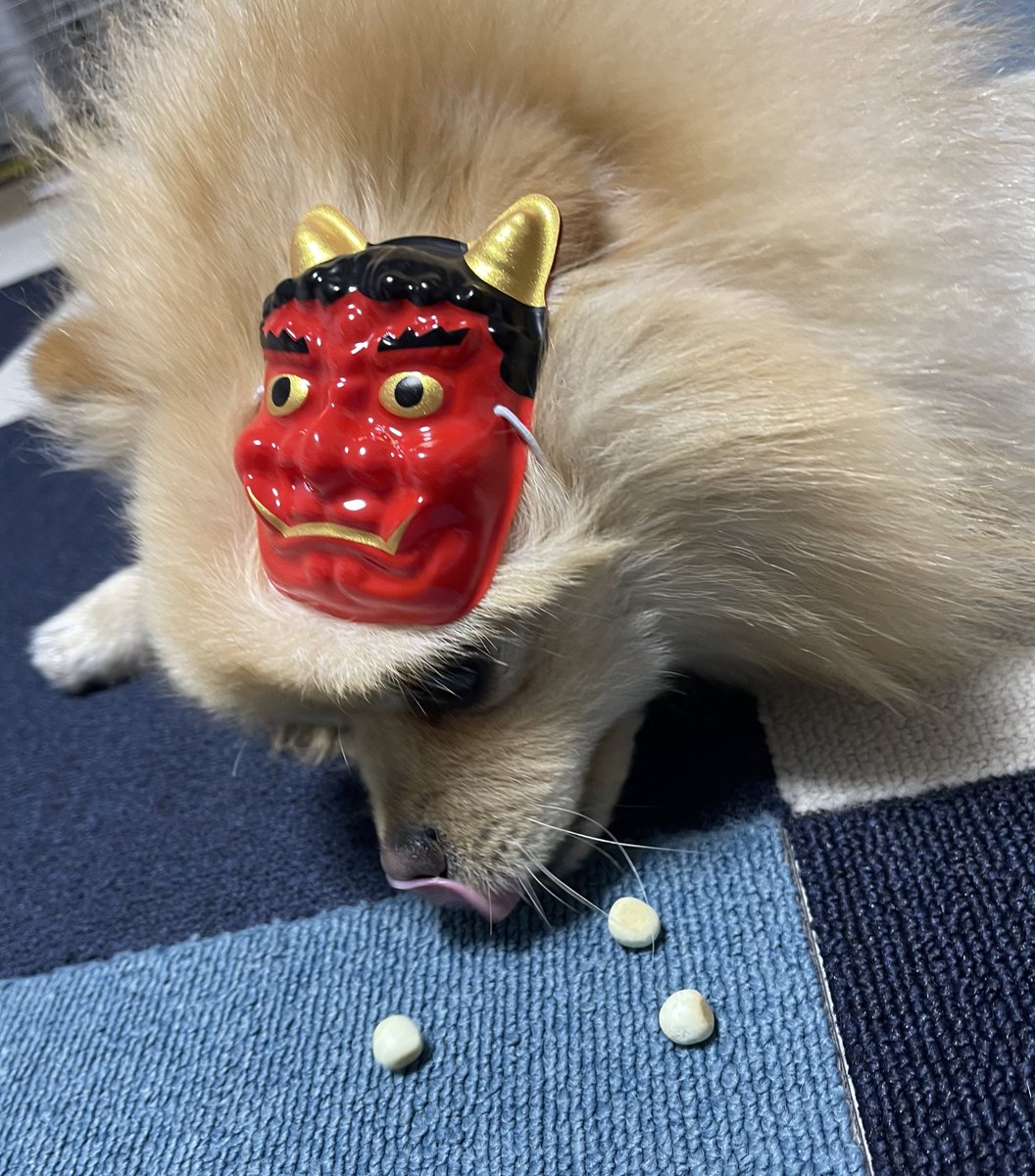kotetsu_pom's tweet photo. こて鬼は内!
他の鬼は外!!!!!!!
福は内ーーー!
#dogtree https://t.co/7R8druzhF1