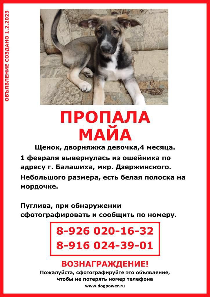 zverikivdar's tweet image. #Балашиха #Реутов #Новокосино
🆘 ❗❗ Потерялся щенок подросток девочка Майя 4 месяца, дворняга. ❗❗
2023.02.01 на прогулке вырвалась из ошейника и убежала.
Последний раз видели в Балашихе микрорайон Дзержинского д.2.
Может быть испугана. БЕЗ ОШЕЙНИКА.