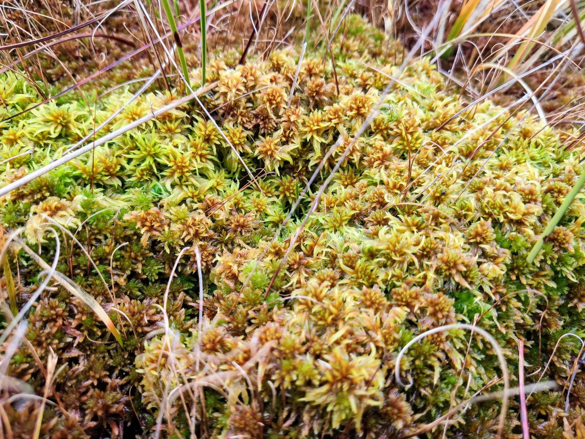 Notice_Nature's tweet photo. Ten Friday Facts- Raised Bogs
1. Raised bogs began to develop 10,000 years ago in depressions occupied by shallow lakes in which anaerobic conditions occurred.
Photos taken by our Wildlife Inspector Fernando Fernandez
#noticenature #raisedbogs https://t.co/PnYLwHkdxw