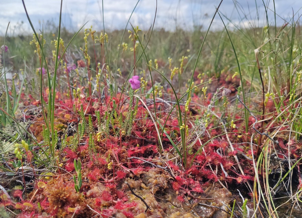 Notice_Nature's tweet photo. Ten Friday Facts- Raised Bogs
1. Raised bogs began to develop 10,000 years ago in depressions occupied by shallow lakes in which anaerobic conditions occurred.
Photos taken by our Wildlife Inspector Fernando Fernandez
#noticenature #raisedbogs https://t.co/PnYLwHkdxw