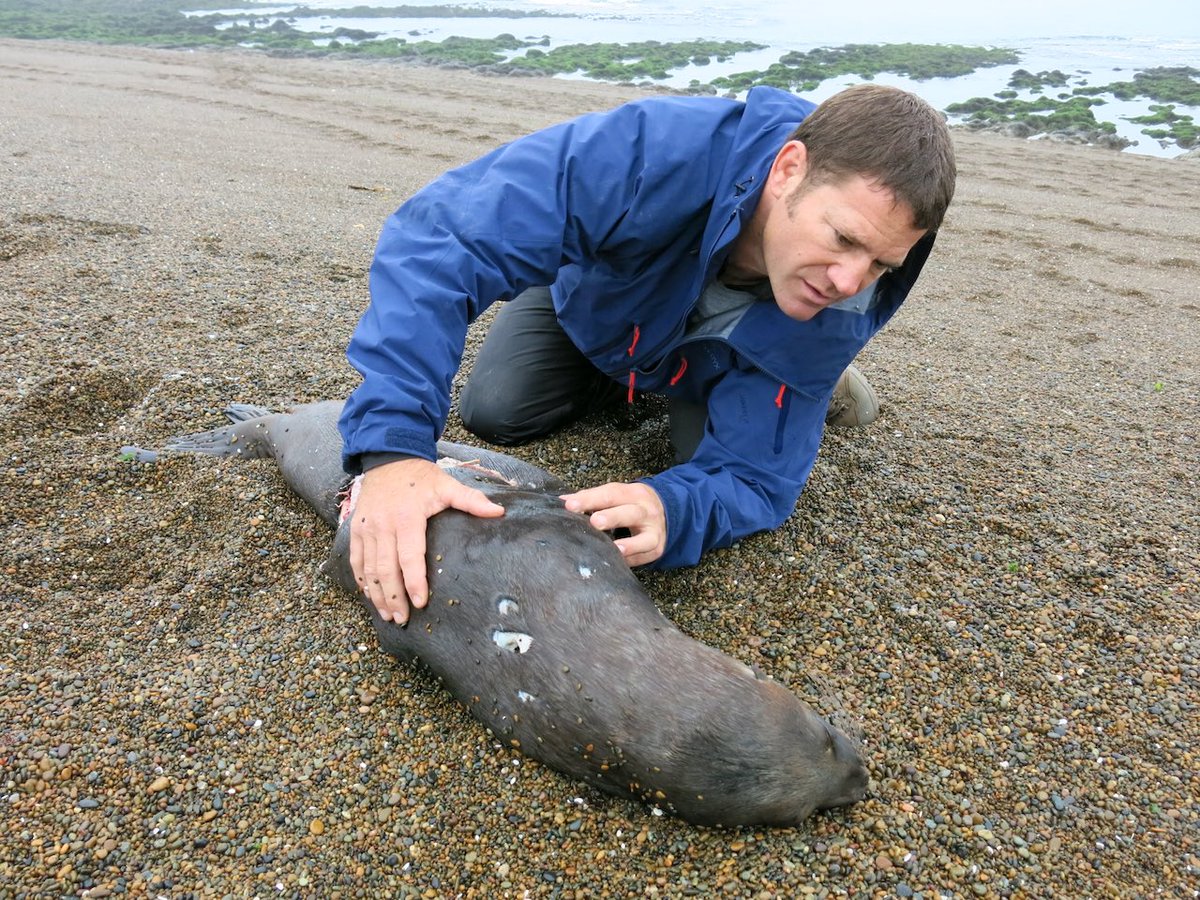 SteveBackshall's tweet photo. Orca attack; we sat 5 days on a Patagonian beach to see this hunt. We saw killed but uneaten carcasses on the beach, evidence of ‘surplus killing’ or how orca often don’t eat prey animals used as a ‘teaching aid’ for calves. Deadly Pole2Pole @bbctwo @bbciplayer @bbcearth @cbbc https://t.co/gl2gwvfpoz