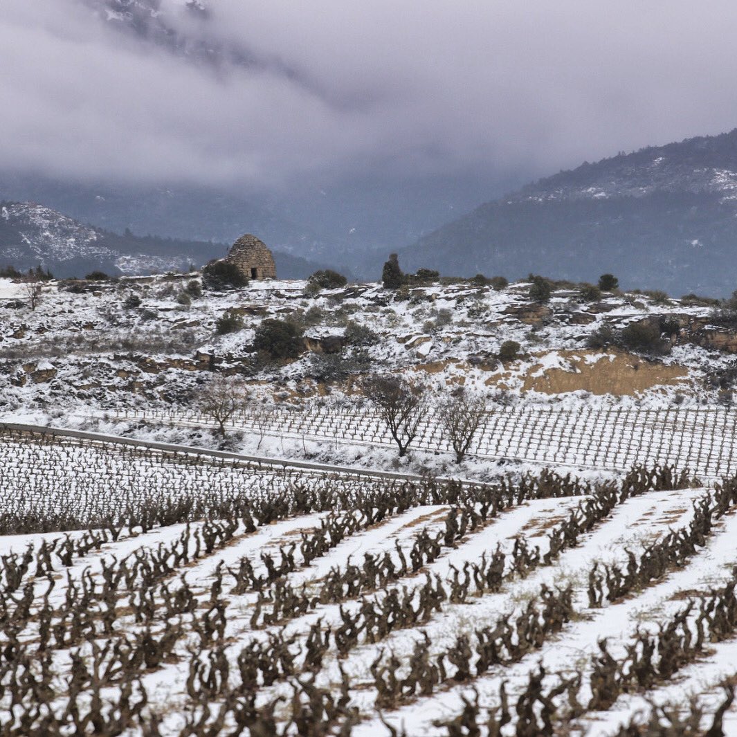 BodegasRoda's tweet photo. ¡La nieve en el viñedo, una de las estampas más bonitas que nos regala el invierno!❄️

#BodegasRODA https://t.co/Oi9PXWJJSp