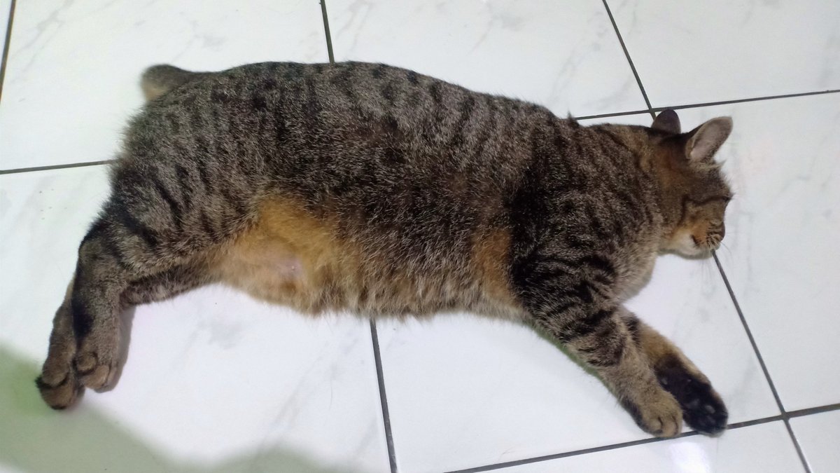 indricoyyy's tweet photo. @kochengfs gembrot https://t.co/vyEmrbddaO