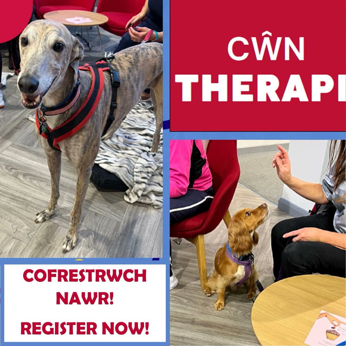 uswlibrary's tweet photo. Therapy Dogs Nationwide will be in Treforest Library on 07/02/23. If you'd like to come along and spend some time relaxing with a dog and having a chat with the volunteers, e-mail WBHactivities@southwales.ac.uk 🐶

#TherapyDogs #TherapyDogsUK #DogsInTheLibrary https://t.co/2DZLTO7x53