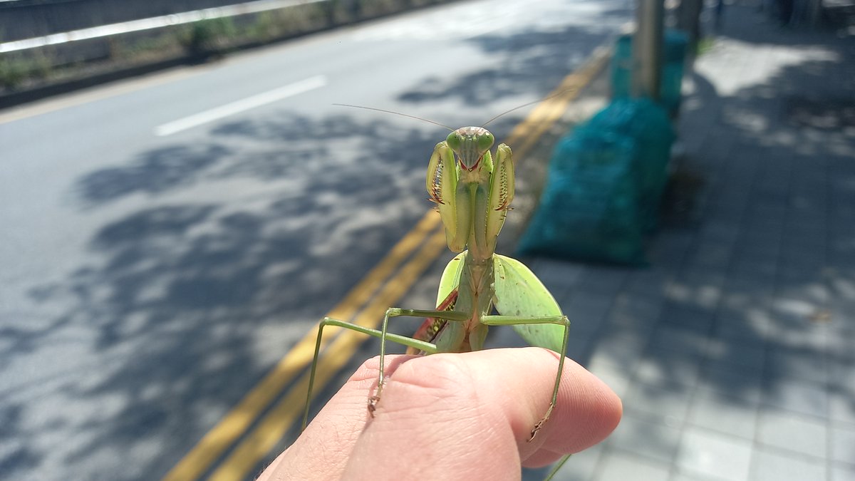 JKD_85's tweet photo. Tenodera is cool. / 사마귀 멋있습니다.

#사마귀 #곤충 #Tenodera
#생명 #소중한생명 #공격
#돌격 #바키 #baki #한마바키
#그래플러바키 #레츠카이오
#열해왕 #하나야마카오루
#花山薫 #KaoruHanayama
#HanayamaKaoru #유원지
#격투기 #격투 #MMA
#insect https://t.co/emAWB0darq