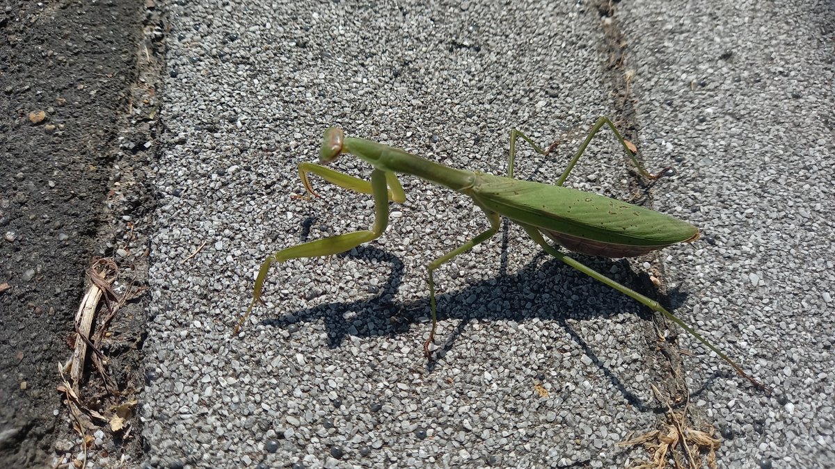 JKD_85's tweet photo. Tenodera is cool. / 사마귀 멋있습니다.

#사마귀 #곤충 #Tenodera
#생명 #소중한생명 #공격
#돌격 #바키 #baki #한마바키
#그래플러바키 #레츠카이오
#열해왕 #하나야마카오루
#花山薫 #KaoruHanayama
#HanayamaKaoru #유원지
#격투기 #격투 #MMA
#insect https://t.co/emAWB0darq