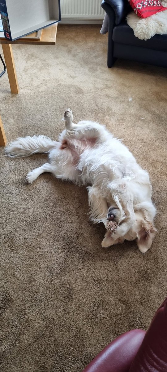 Topper Harley tweet media