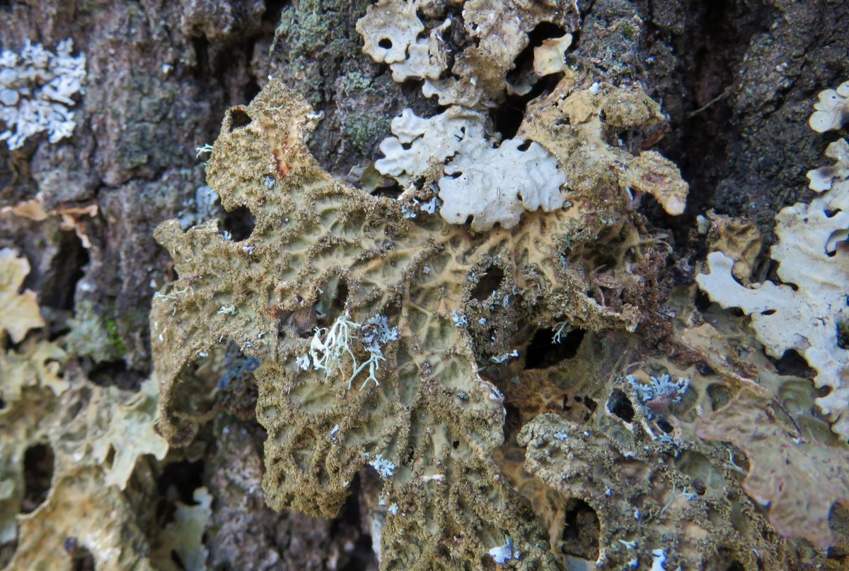 biodiversos.urjc (@biodiversosu) on Twitter photo Oferta de #TRABAJO
como TÉCNICO DE INVESTIGACIÓN en el proyecto liderado por las #biodiversas <a href="/MariaPrietoAlva/">María Prieto</a> y <a href="/IMartinezlichen/">Isabel</a> sobre #líquenes epifitos de bosques mediterráneos #lichen <a href="/JovenesBotanica/">Jóvenes por la Botánica Española - JxBE</a> <a href="/alichenology/">applied Lichenology</a> <a href="/liquensbcn/">Líquens de Barcelona</a> <a href="/kunvoca/">Kunvoca</a> <a href="/BiologiaURJC/">Biología URJC</a> sede.urjc.es/tablon-oficial… Oferta de #TRABAJO
como TÉCNICO DE INVESTIGACIÓN en el proyecto liderado por las #biodiversas <a href="/MariaPrietoAlva/">María Prieto</a> y <a href="/IMartinezlichen/">Isabel</a> sobre #líquenes epifitos de bosques mediterráneos #lichen <a href="/JovenesBotanica/">Jóvenes por la Botánica Española - JxBE</a> <a href="/alichenology/">applied Lichenology</a> <a href="/liquensbcn/">Líquens de Barcelona</a> <a href="/kunvoca/">Kunvoca</a> <a href="/BiologiaURJC/">Biología URJC</a> sede.urjc.es/tablon-oficial…