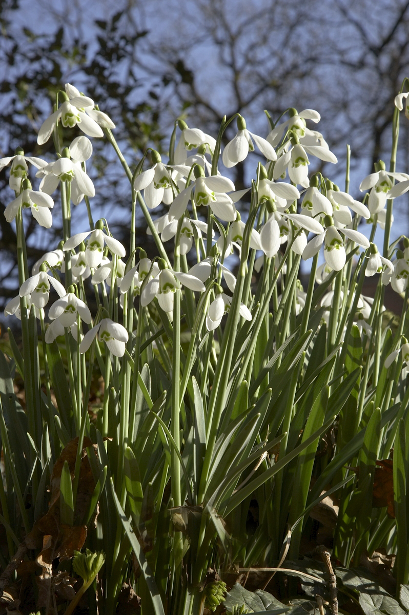 First market of the year tomorrow Sat 4 Feb 9-1.30pm  Over 70 indoor &amp; outdoor artisan food &amp; crafts.  Live music. Courtyard kitchen open and Snowdrop Walks too (10-4pm)