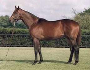 HORSERACING1002's tweet photo. LABEEB 🇬🇧1992
(LEAR FAN - LADY BLACKFOOT BY PRINCE TENDERFOOT)#Labeeb
B/ Brice Klin Stud (GB) Apr 1, 1992
O/ Darley
T/ Neil Drysdale
TATHOU $158,025
20-8-3-4--$1,964,950
Woodbine Mile, Shoemaker's Mile G2, Hollywood Derby G1, El Ricon H G2, San Simeon H G3, American H G2 https://t.co/SMHn25RQzd