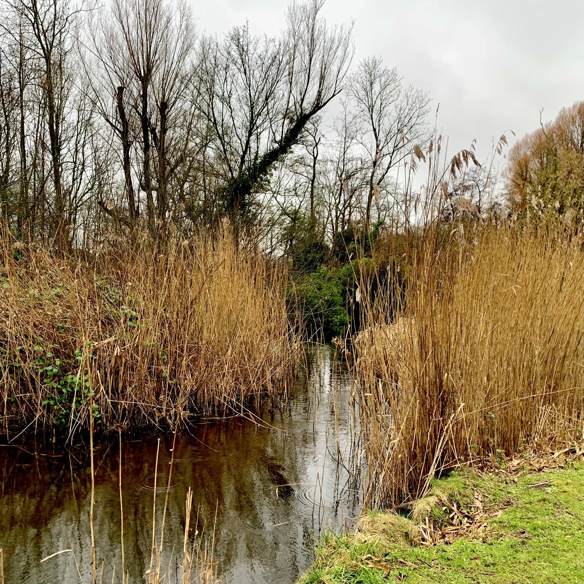 RWeerwoord's tweet photo. Raadplaat: in welke Rotterdamse groene oase zijn we? #waarowaar? #groenindestad #natuurindestad #biodiversiteit #rotterdam #verbindgroen010 https://t.co/E4ZTw2ujtG