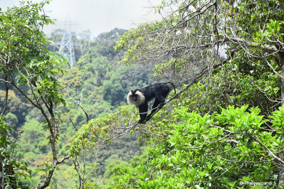 One of the best-kept secrets of Kudremukh National Park is the Lion-tailed Macaque. Known as ‘singalika’ in Kannada, it is highly endangered and found only in the Western Ghats. Priya Ranganathan writes about her experience in the field.

jlrexplore.com/explore/from-t…