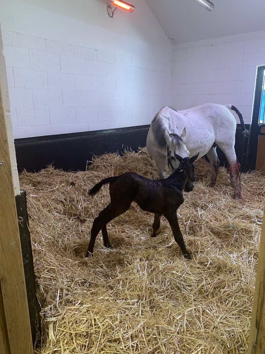 First foal out of Kenzadargent for four years; and it’s a filly.  Lovely foal by No Nay Never - sister to Brad the Brief.