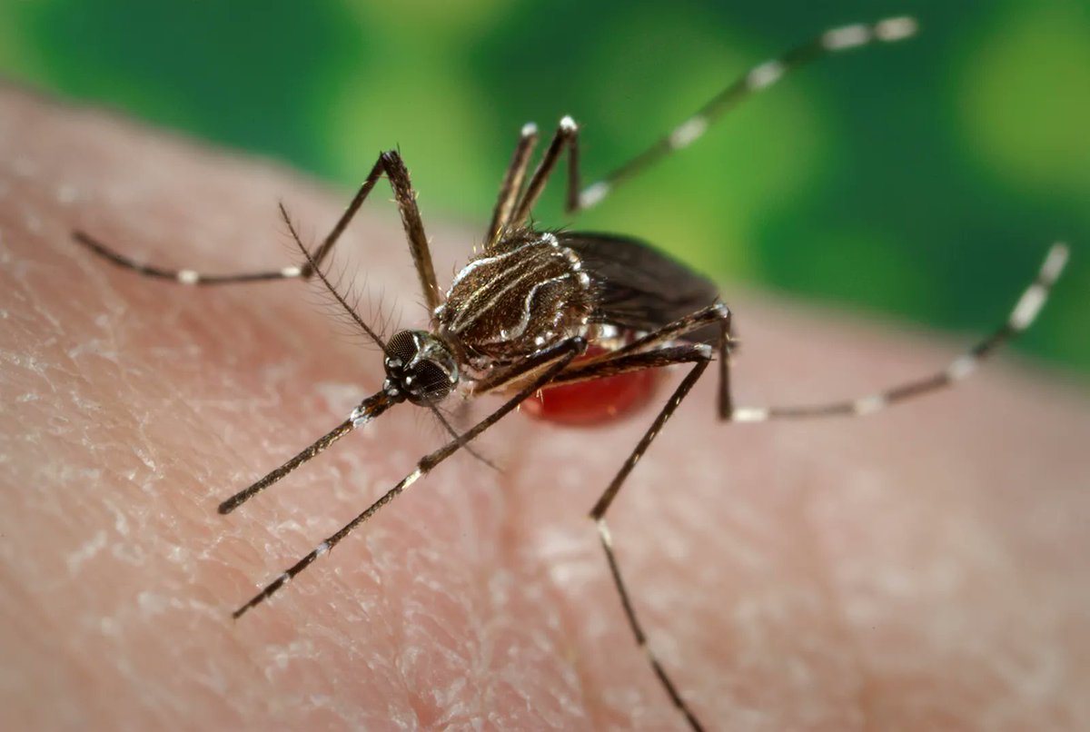 #Yellow #fever (YF) is an African mosquito-borne infection of primates. It is caused by a virus of the Flavivirus genus of the #Flaviviridae family. In its natural habitat, it is transmitted between monkeys by forest-dwelling primatophilic Aedes #mosquitoes.
