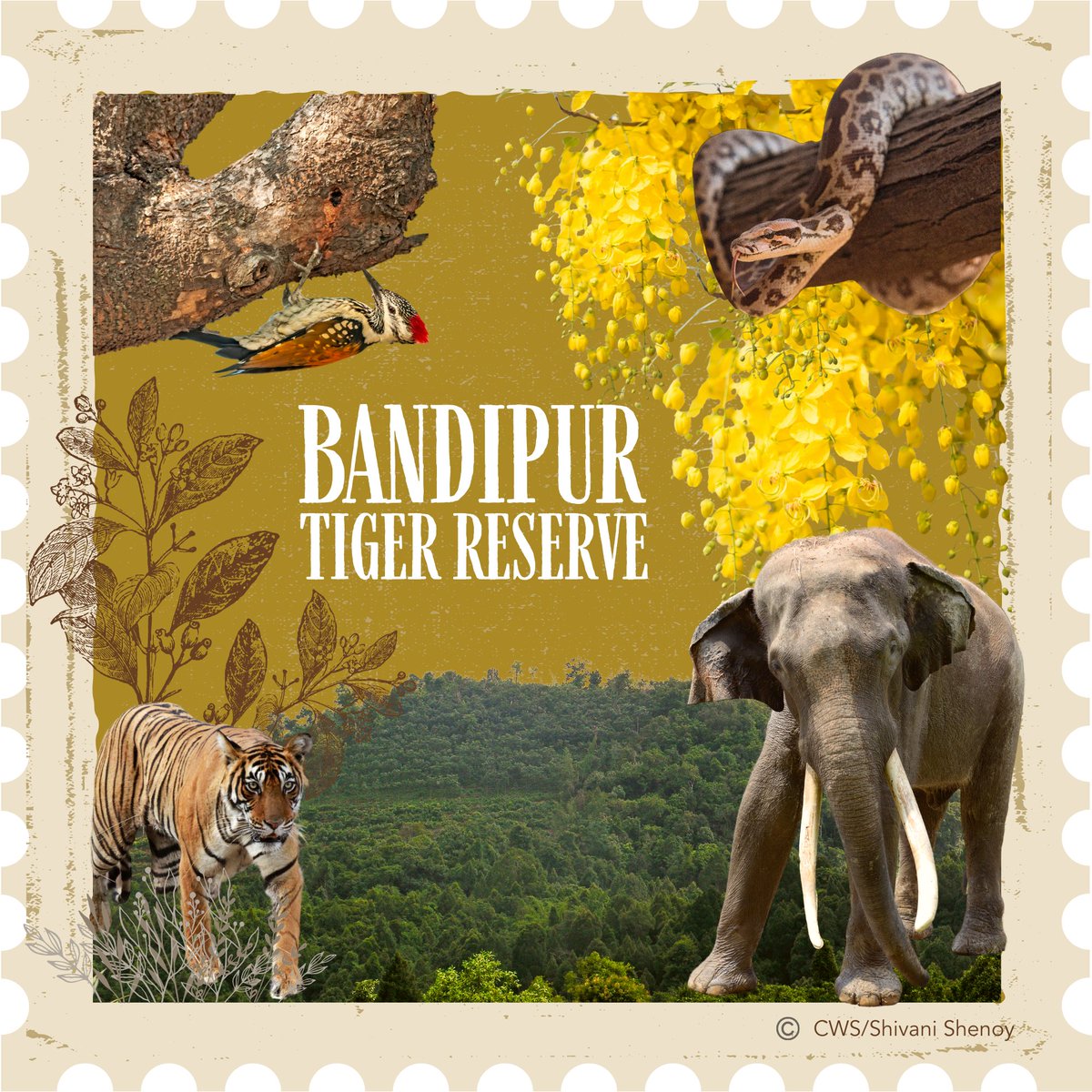 cwsindia's tweet photo. Bandipur National Park, established in 1974 as part of Project Tiger, nestled at the intersection of the Deccan Plateau and the Western Ghats, shelters dry deciduous forests, moist deciduous forests and shrublands. 

Illustration by @_shivanishenoy 

#WondrousWesternGhats https://t.co/KhOHnrjvsT
