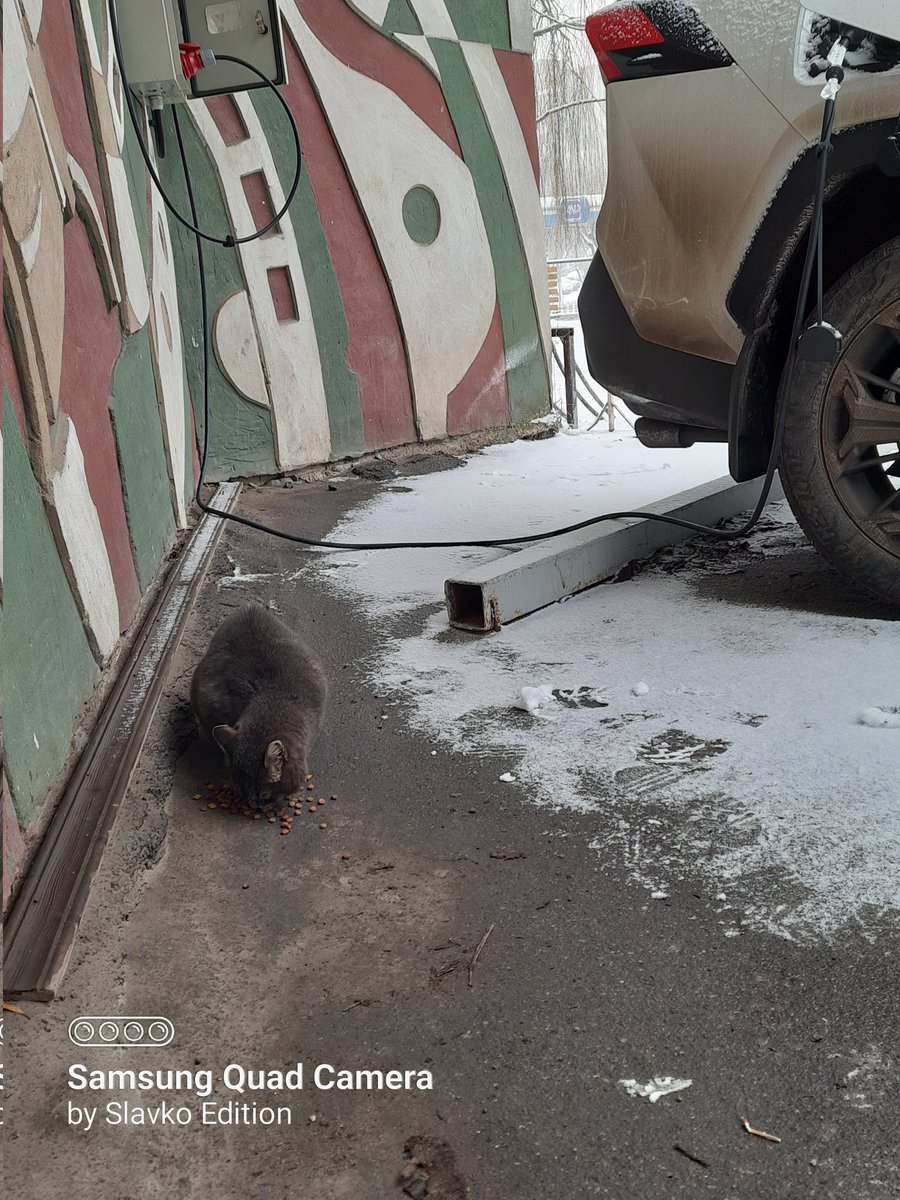 tazasho21's tweet photo. Хтось заряджає машину а славко заряджає котів. За донат та ретвіт буду дуже вдячний https://t.co/AIb6FWMpOW https://t.co/agkWXiSq8s