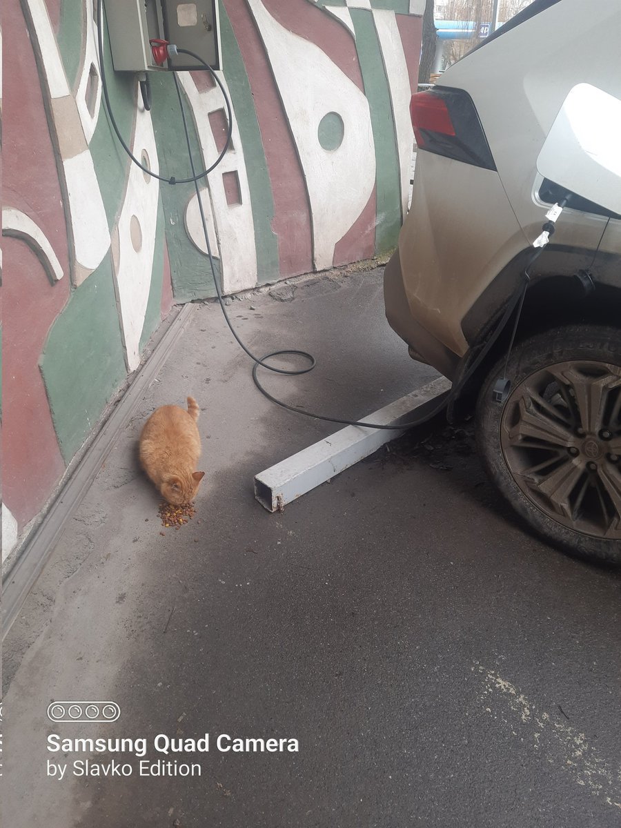 tazasho21's tweet photo. Хтось заряджає машину а славко заряджає котів. За донат та ретвіт буду дуже вдячний https://t.co/AIb6FWMpOW https://t.co/agkWXiSq8s