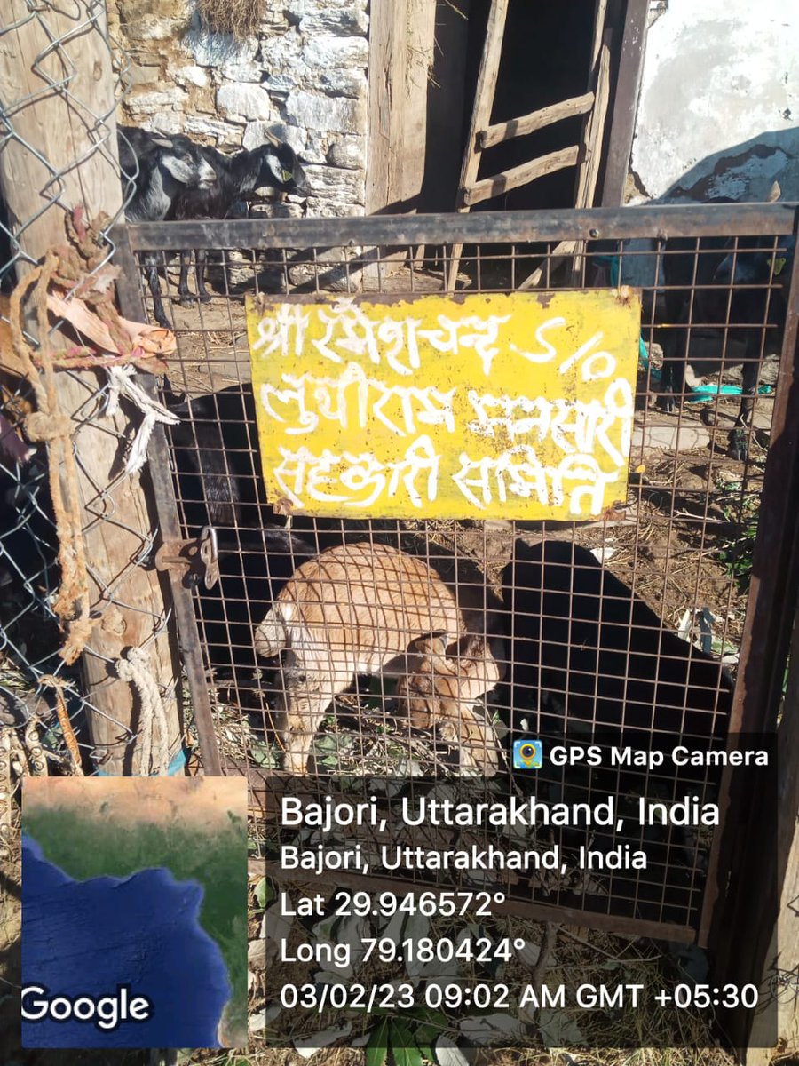 FiuPauri's tweet photo. FIU पौड़ी के मनसारी भेड़ _बकरी सहकारी समिति के ग्राम पापतौली में परियोजना के अंतर्गत पैरावेट द्वारा लाभार्थियों के बकरीयों की स्वास्थ्य जांच  एवं उपचार किया गया। #Goattreatment  #ncdc #ukcdp @Dept_of_AHD @pashudhanUK  @basava_ias @mdusgcf @aviddn @SANJAYK47559742 https://t.co/BjWDcLMItu