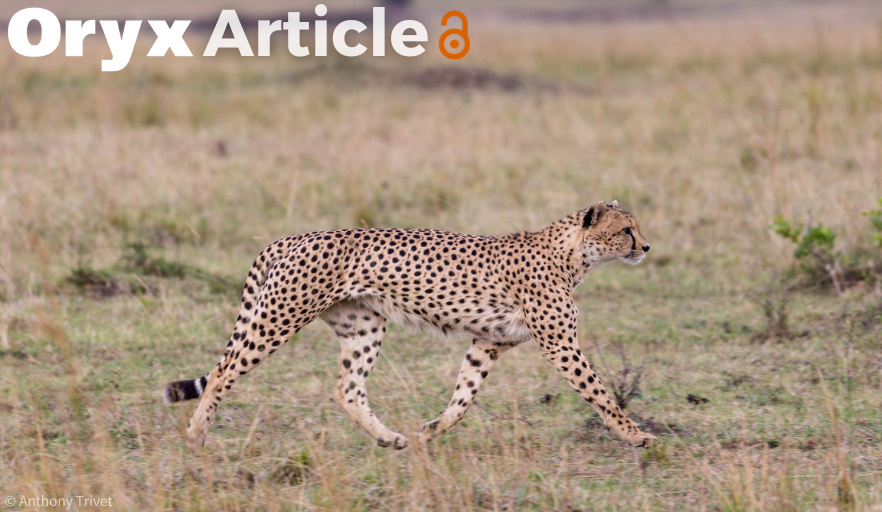 OryxTheJournal's tweet photo. Out now!🐆 Marker et al. carried out surveys in villages across Somaliland, receiving multiple reports of cheetah sightings as well as finding cheetah tracks, scrapes and 3 carcasses. These findings confirm the presence of wild cheetahs in Somaliland👉 https://t.co/2wJesfq6yL https://t.co/i2a9eco8fm