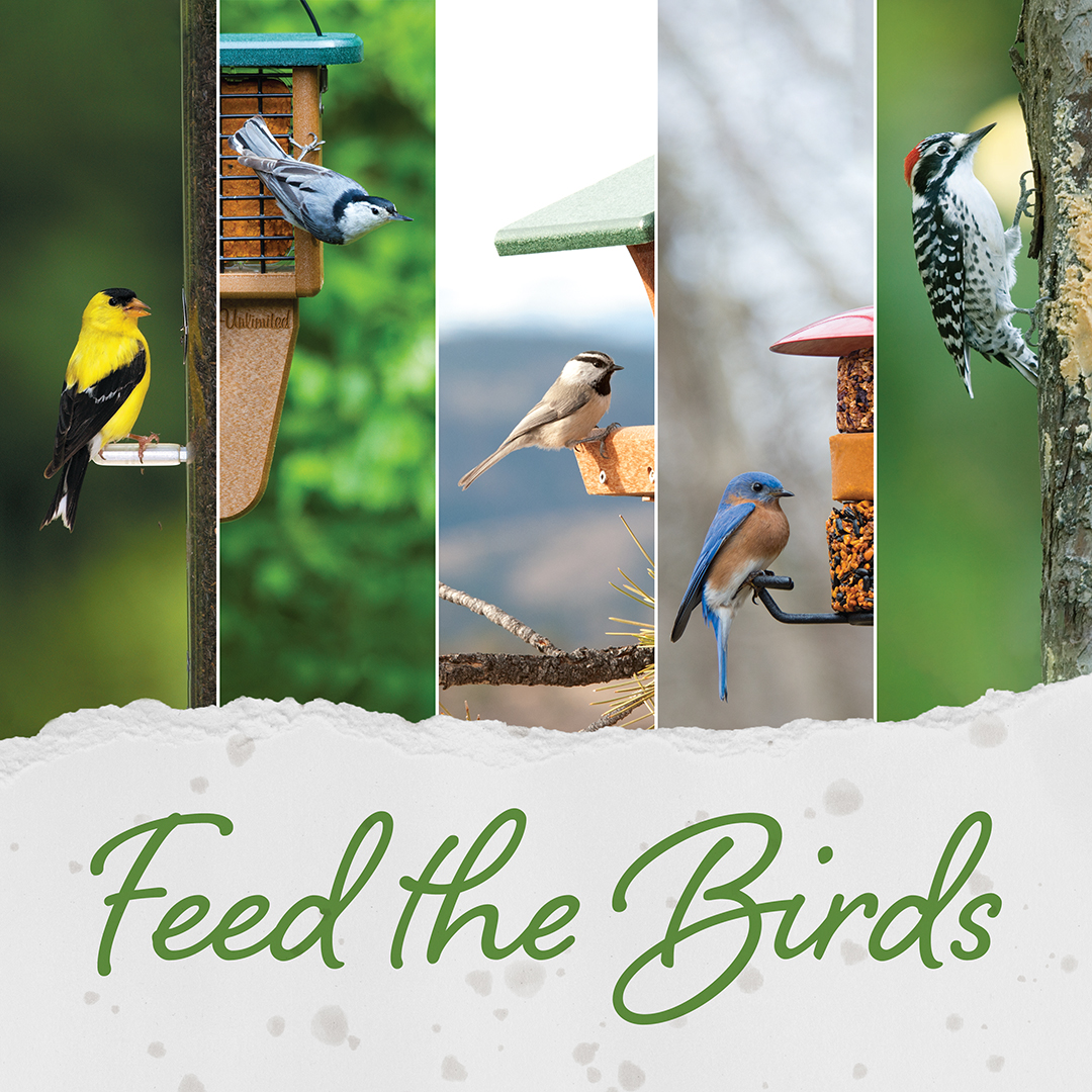 It's like a day was made just for us! Feed the Birds Day is February 3. And we might be biased, but there's nothing better than filling your feeders and enjoying the birds that soon follow. 😁🐦🐥What are your birds enjoying? #feedthebirdsday #backyardbirds