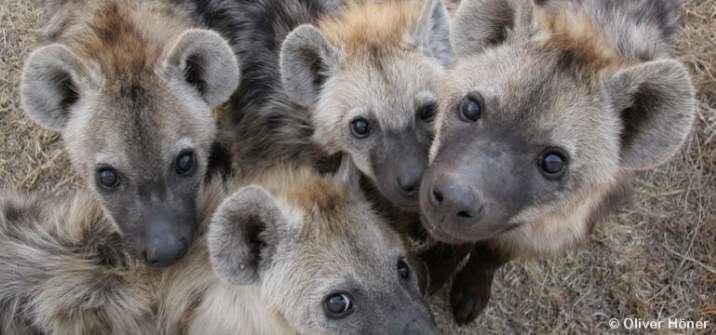 🚨We’re hiring🚨 Join us for a PhD to study 'Dominance styles in spotted #hyenas' #BehavioralEcology Great topic. Great dataset. Great team😉 Based @BerlinIZW. Possibility of fieldwork! Don’t be shy. Apply! (by 10th March) Details here: short.sg/j/28105318 1/2