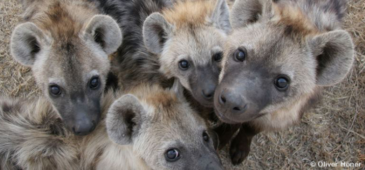 🚨We’re hiring🚨

Join us for a PhD to study "Dominance styles in spotted #hyenas" #BehavioralEcology
Great topic. Great dataset. Great team😉 

Based @BerlinIZW. Possibility of fieldwork! 
Don’t be shy. Apply! (by 10th March)

Details here: short.sg/j/28105318
1/2