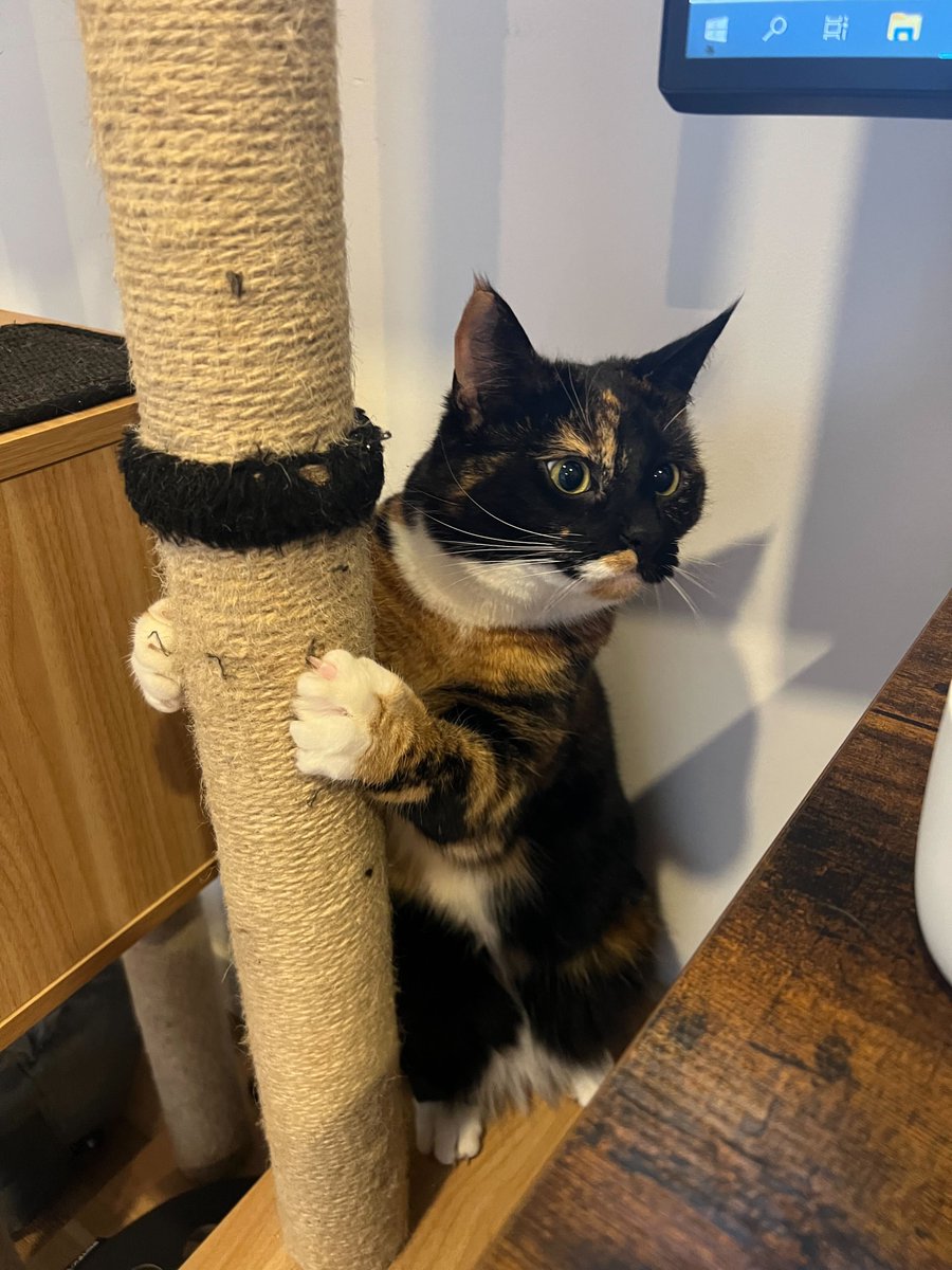 LifeAtGuerrilla's tweet photo. It's officially Friday, which means Patti's here to do an end-of-week check-in. Almost to the weekend! #PetsofGuerrilla https://t.co/dMOub1cvdw