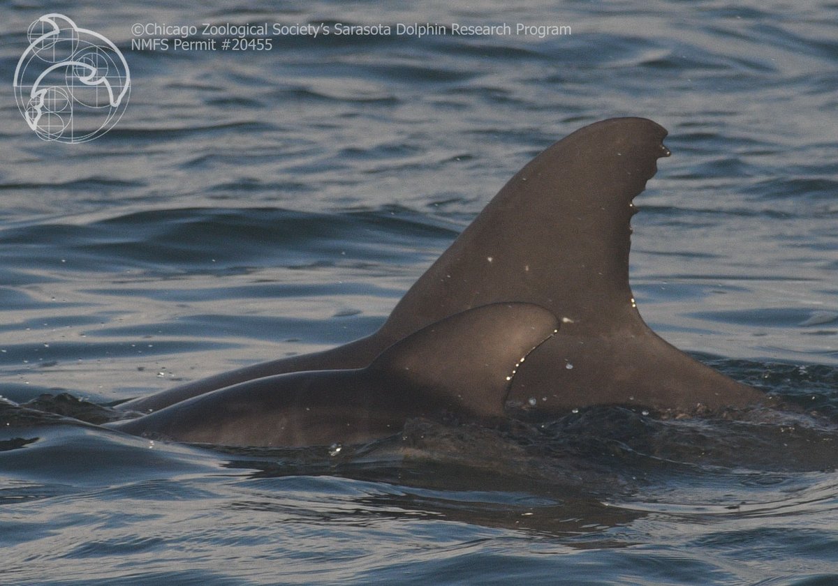 dolphinsarasota's tweet photo. We have a listening station at @NewCollegeofFL, where 1 whistle stands out: #F213, AKA Maddie, a young adult female who frequents the area. Learn more about her — & listen to a recording of her voice — on our website. https://t.co/SFlVOglMc3 https://t.co/ACeMKUEVqN