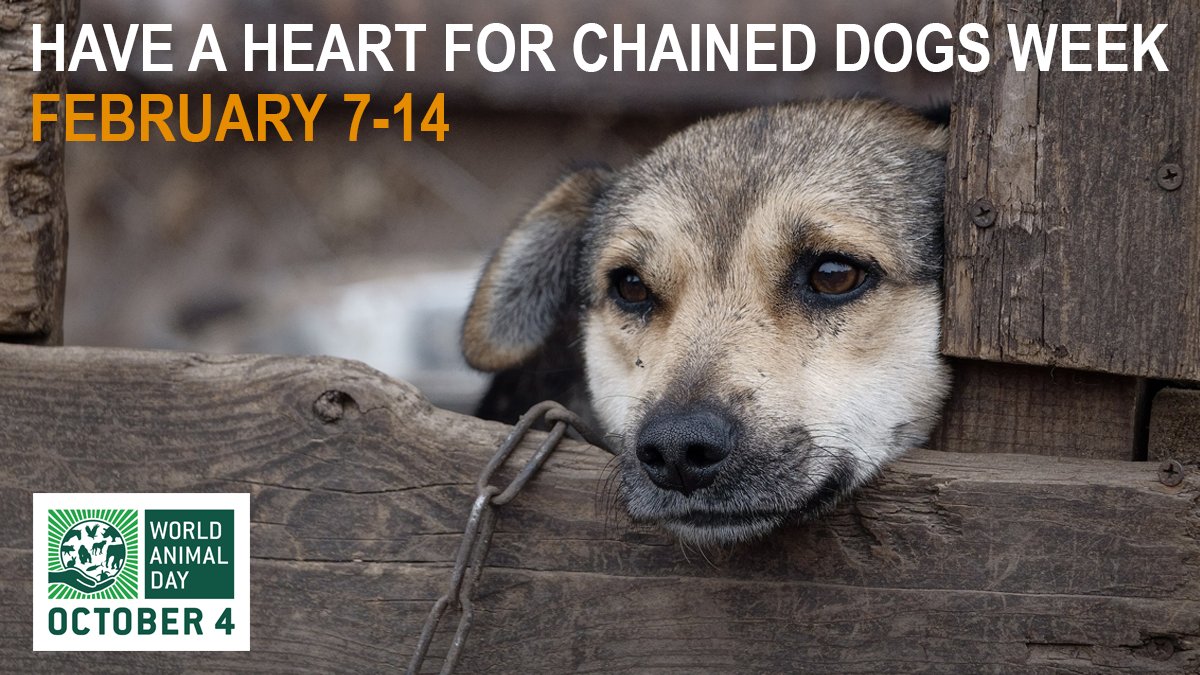 worldanimalday's tweet photo. Some dogs spend their whole lives tethered. Do you know the tethering and chaining laws in your country?
🐶 It's #HaveAHeartForChainedDogsWeek from February 7-14.
Read our guest article to find out how you can help:
https://t.co/3GNsOkjrHx https://t.co/Al9UXQjIcr