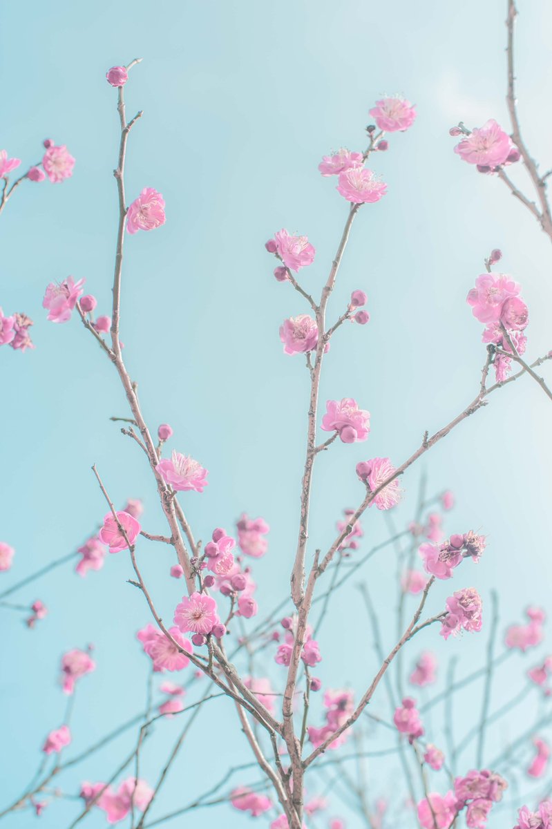 kojinyari's tweet image. 梅！
ふわっとレタッチできた

#Photoshop 
#camerarawfilter
#NikonD700
#plum