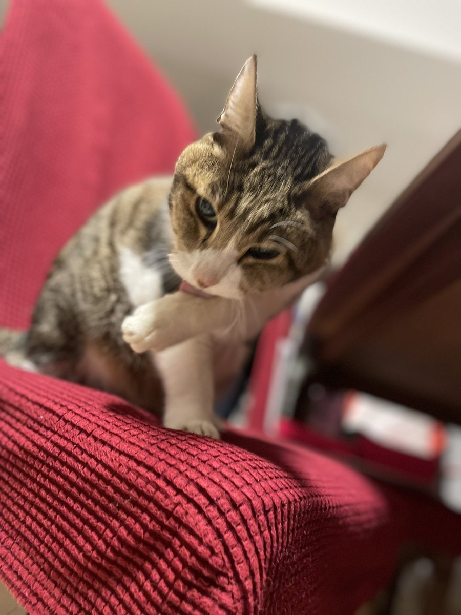 りちうむ(2004.7.5 - 2023.7.4) tweet media